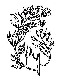 カツアバ(Catuaba)