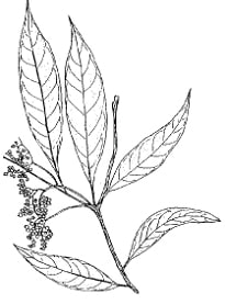 チャデブグレ(Cha de Bugre)