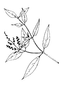 スマ(Suma)