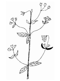 スマ(Suma)