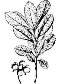 スマ(Suma)