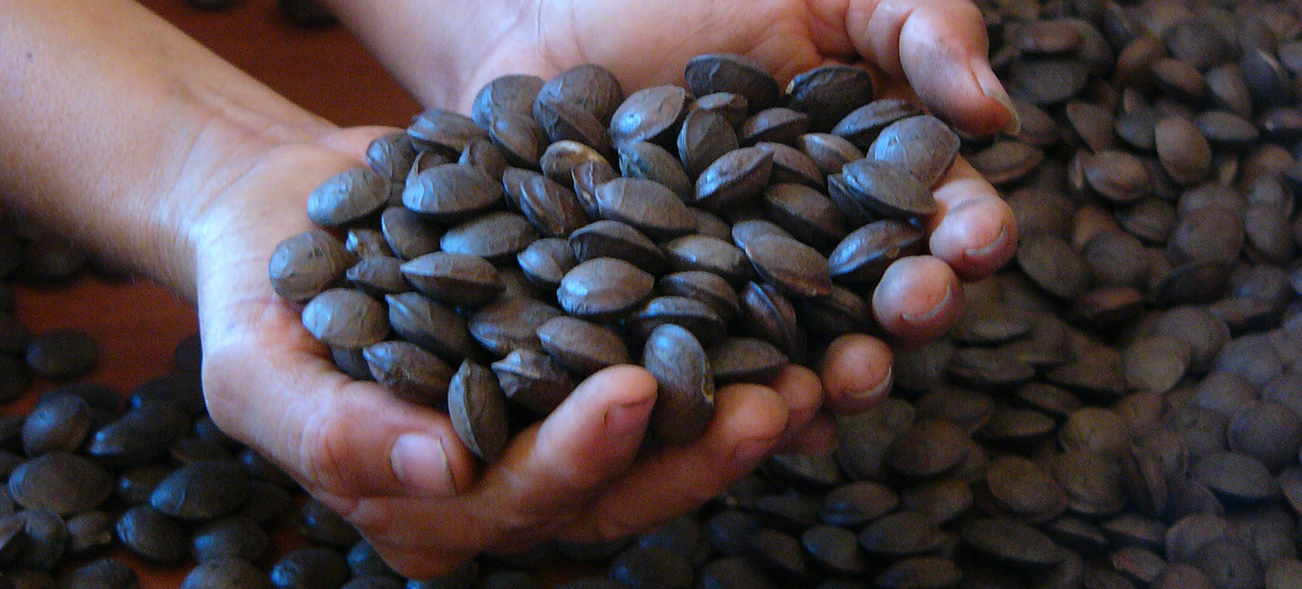 1437-650_semilla.jpg
